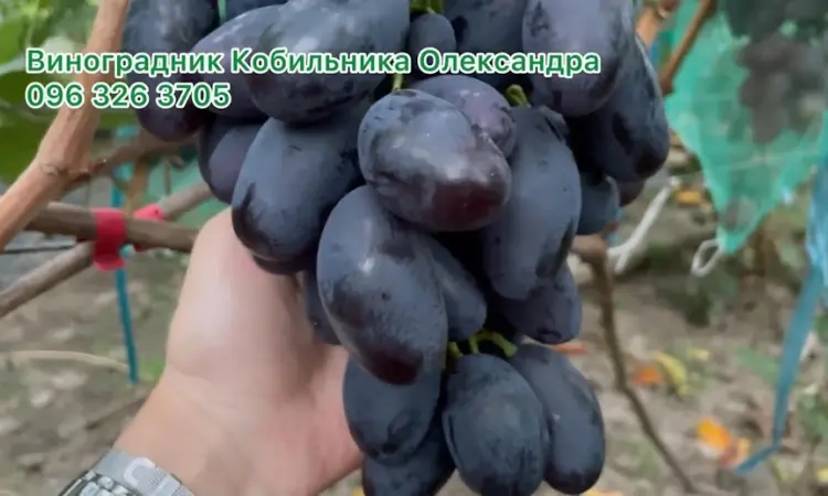 Продам Саджанці Столових та винних сортів винограду - фото № 4