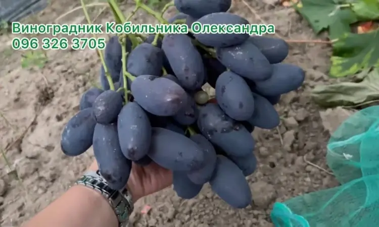 Продам Саджанці Столових та винних сортів винограду - фото № 5