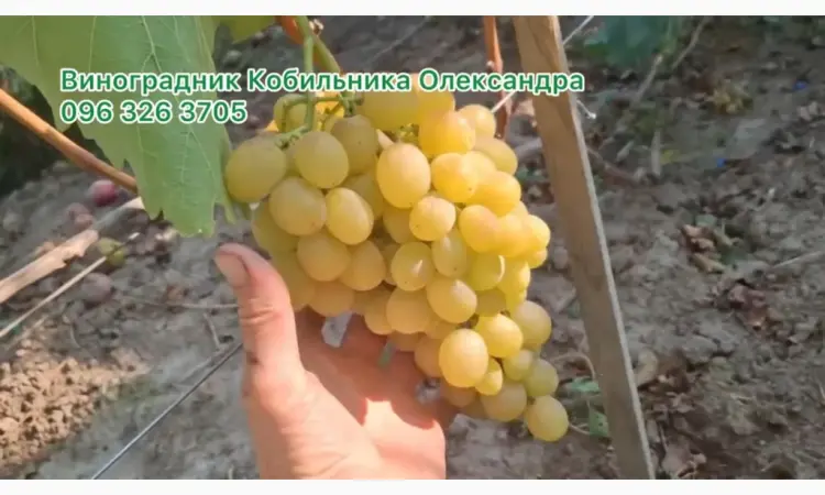 Продам Саджанці винних та столових сортів винограду - фото № 1