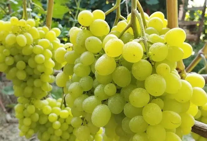 Продам Саджанці винних та столових сортів винограду - фото № 3