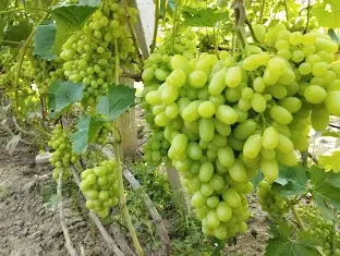 Продам Саджанці винних та столових сортів винограду - фото № 4