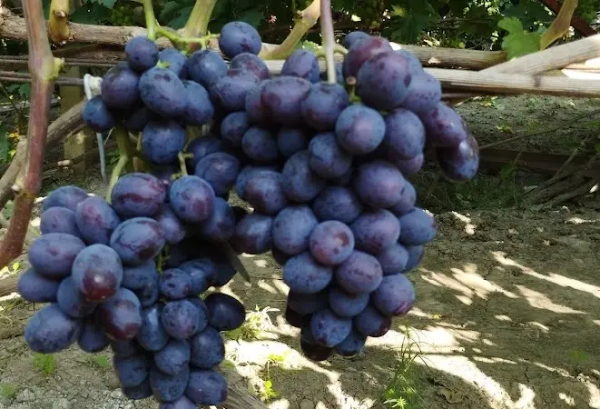 Продам Саджанці винних та столових сортів винограду - фото № 5
