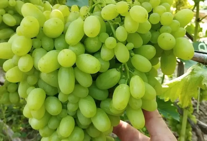 Продам Саджанці винних та столових сортів винограду - фото № 6