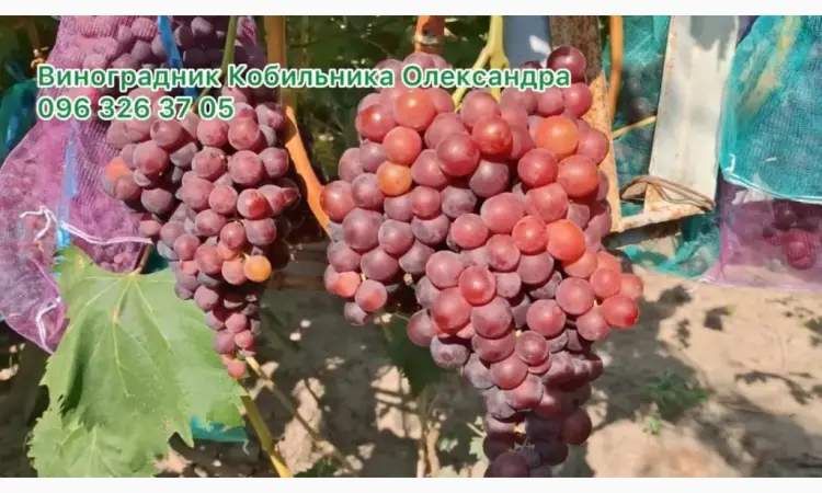Продам Саджанці винних та столових сортів винограду - фото № 7