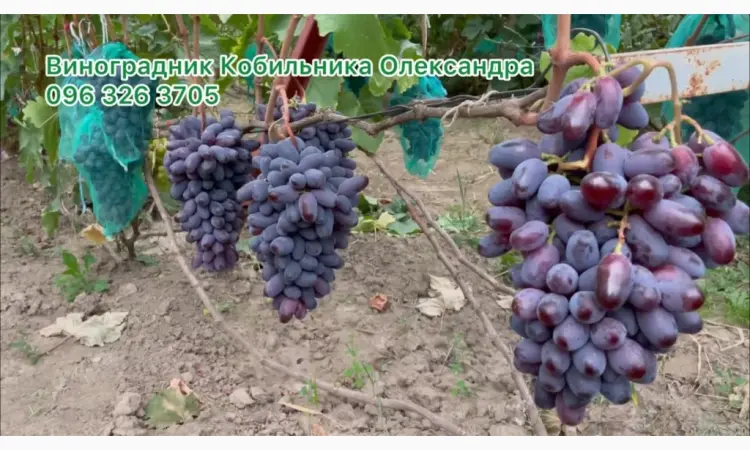 Продам Саджанці винних та столових сортів винограду - фото № 8