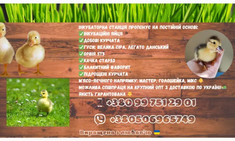 Добові каченята Орвія - фото № 3
