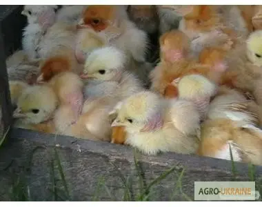 Продам курчата добові ред бро - фото № 1