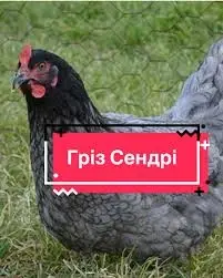 Продаю м’ясо-яєчних курчат Гріз Сендрі - фото № 2
