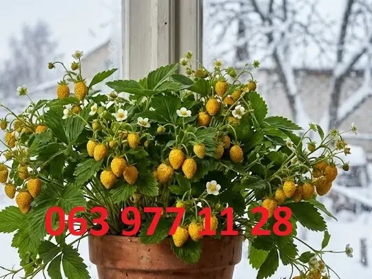 Полуниця кімнатна зимового плодоношення жовтоплодна - vdala.pro - фото № 1