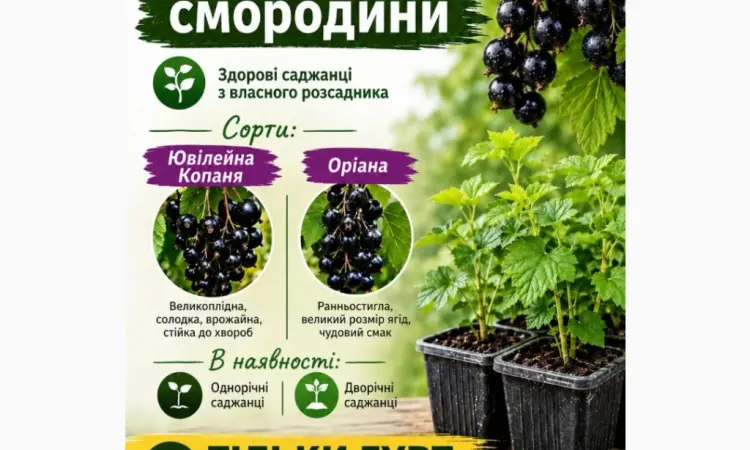 Саджанці смородини Гурт Сертифіковані - фото № 1