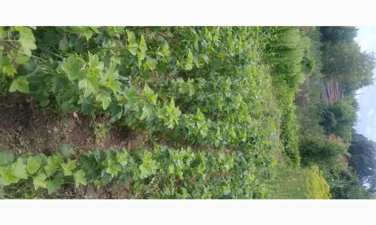Продам саджанці чорної смородини сорт Ювілейна копаня.Є 10 тис.м.Вінниця - фото № 1