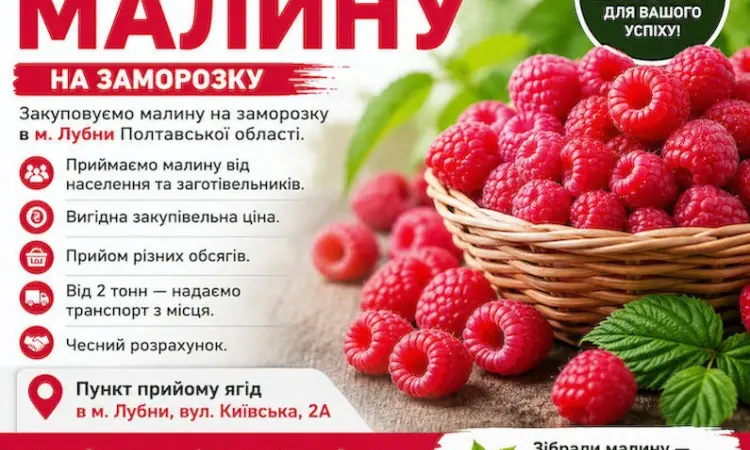 Закуповуємо малину в Лубнах! Самовивіз від 2 тонн - фото № 1