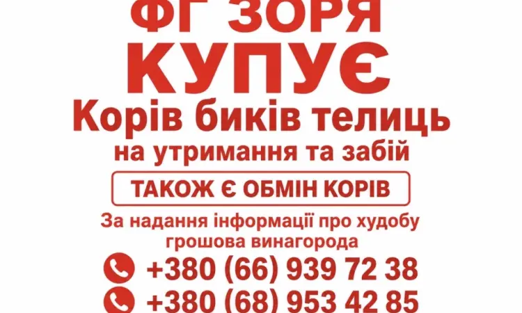 Закупівля ВРХ - фото № 1
