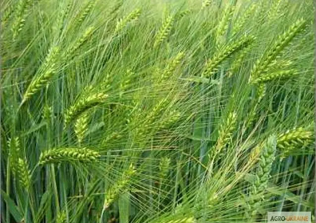 Продаем семена ярового ячменя - сорт ГЕЛИОС. Элита и 1 репродукция - фото № 1