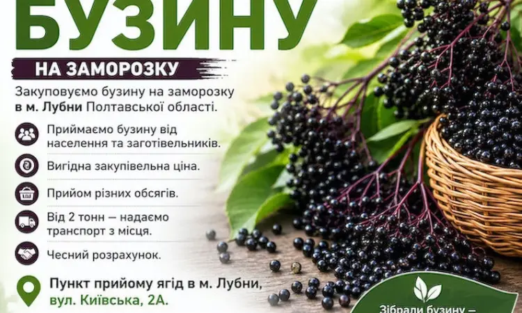 Закуповуємо бузину в Лубнах! Самовивіз від 2 тонн - фото № 1