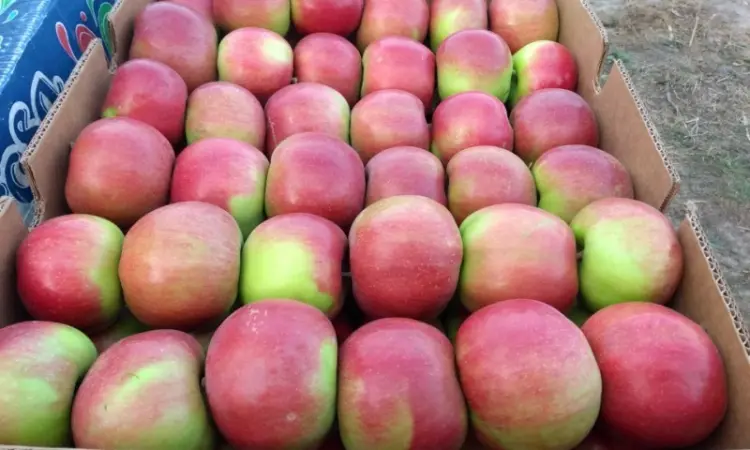 Яблуко Семеренка Сортове - фото № 2