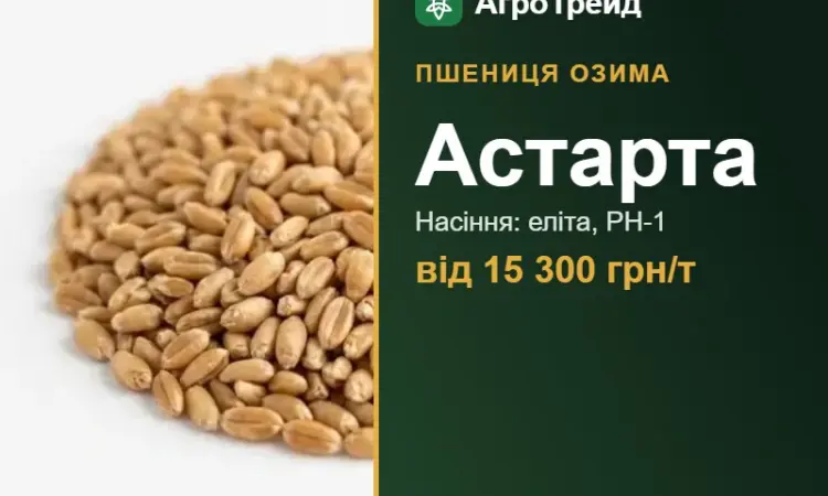 Пшениця Астарта — насіння, від 15 300 грн/т - фото № 1