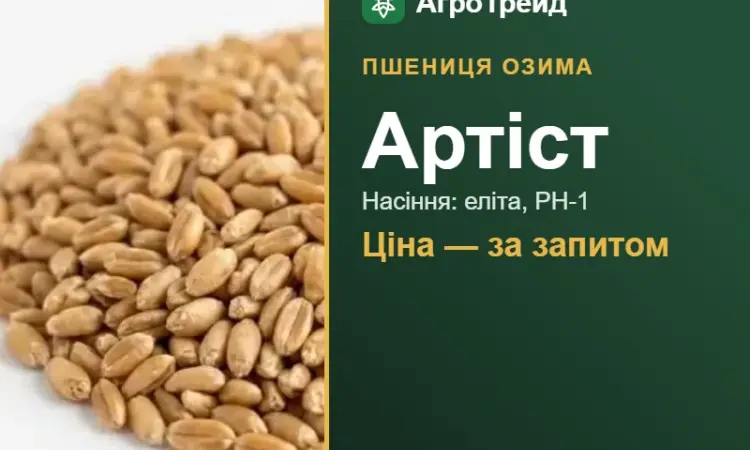 Пшениця Артіст — насіння еліта, РН-1 - фото № 1