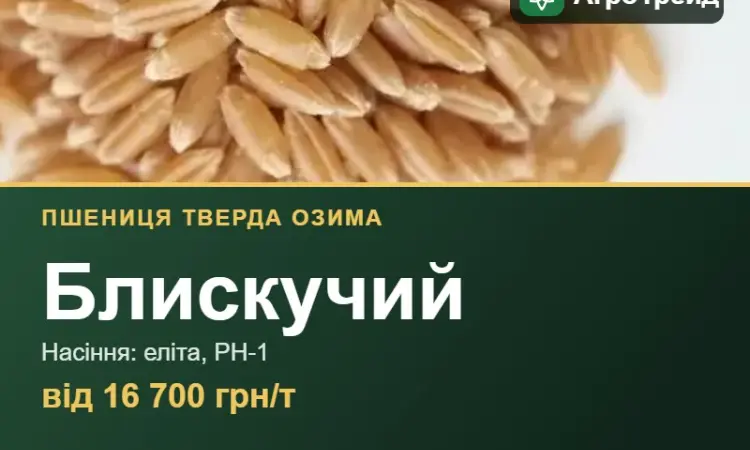 Пшениця тверда Блискучий — насіння - фото № 1