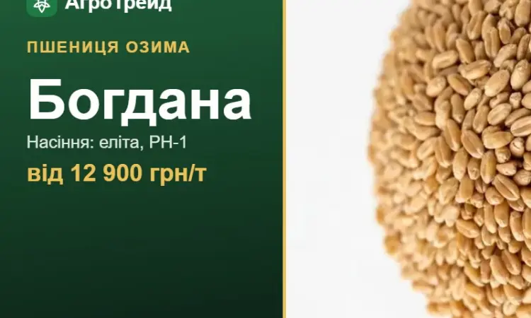 Пшениця Богдана — насіння, від 12 900 грн/т - фото № 1