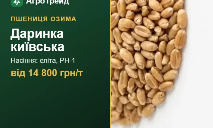 Пшениця Даринка київська — насіння - фото № 1