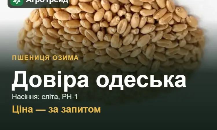 Пшениця Довіра одеська — насіння еліта, РН-1 - фото № 1