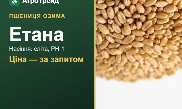 Пшениця Етана — насіння еліта, РН-1 - фото № 1