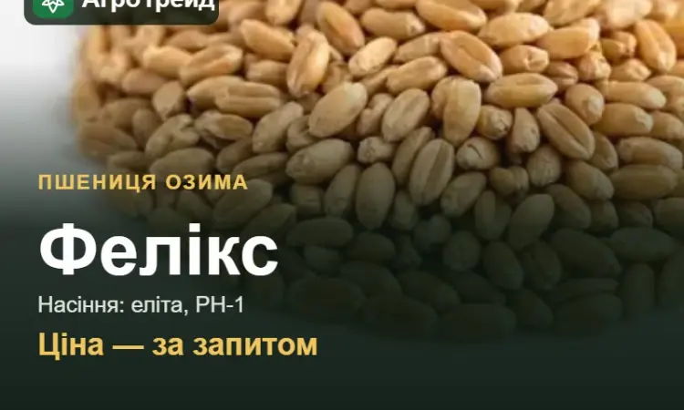 Пшениця Фелікс — насіння еліта, РН-1 - фото № 1