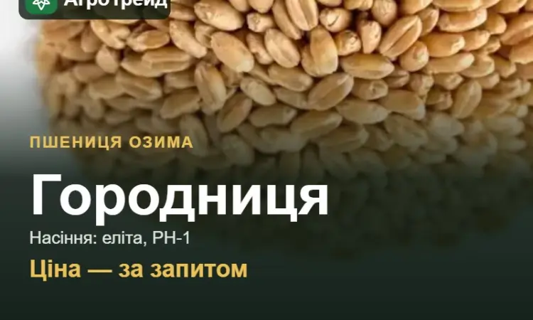 Пшениця Городниця — насіння еліта, РН-1 - фото № 1