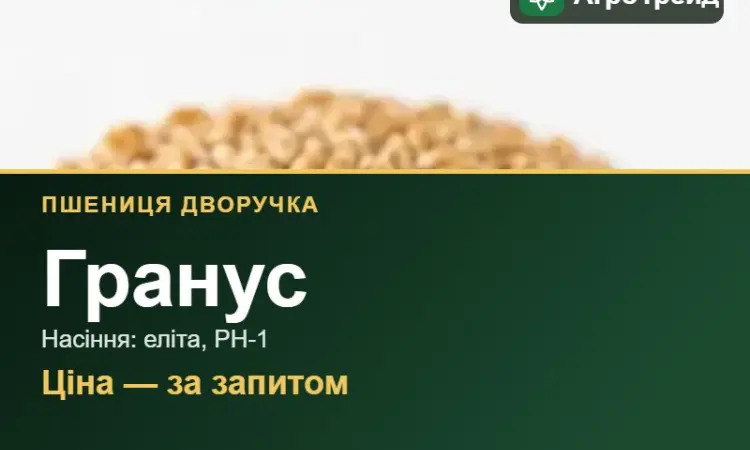 Пшениця дворучка Гранус — насіння еліта, РН-1 - фото № 1