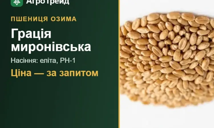 Пшениця Грація миронівська — насіння еліта, РН-1 - фото № 1