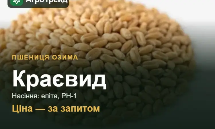 Пшениця Краєвид — насіння еліта, РН-1 - фото № 1