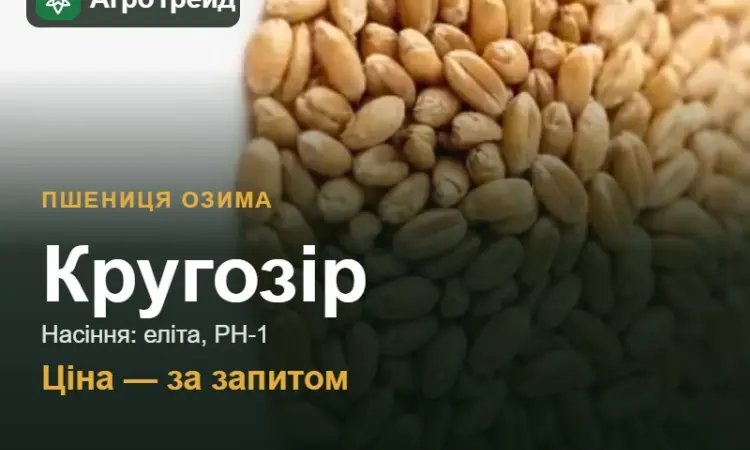 Пшениця Кругозір — насіння еліта, РН-1 - фото № 1