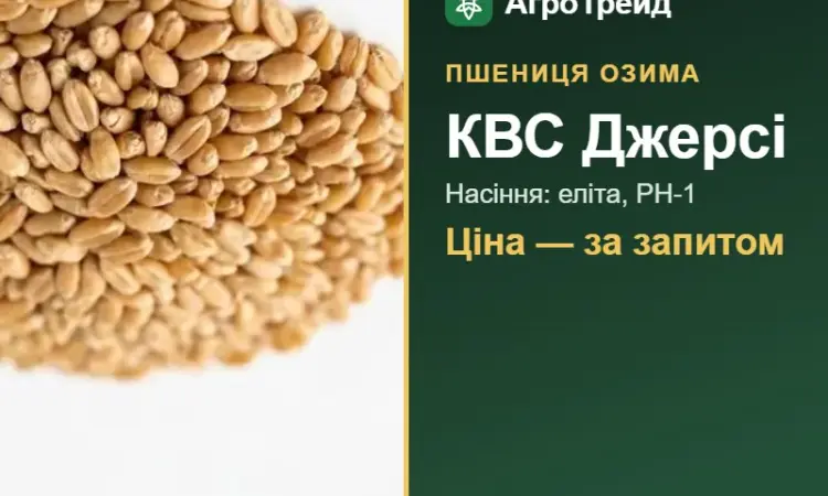 Пшениця КВС Джерсі — насіння еліта, РН-1 - фото № 1