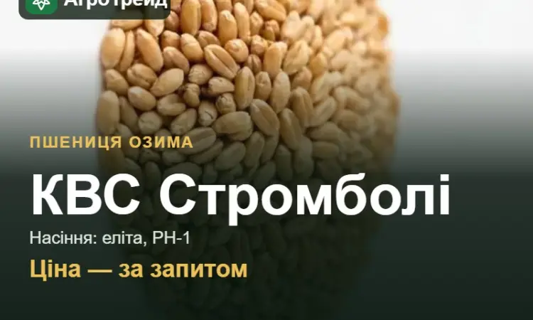 Пшениця КВС Стромболі — насіння еліта, РН-1 - фото № 1
