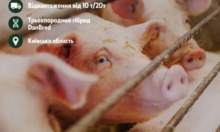 Відгодівельник продає товарних свиней - фото № 1