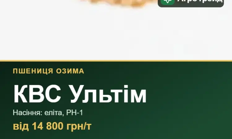 Озима пшениця КВС Ультім — насіння - фото № 1