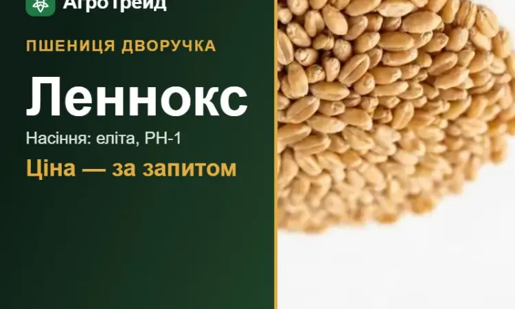 Насіння: пшениця дворучка Леннокс - фото № 1