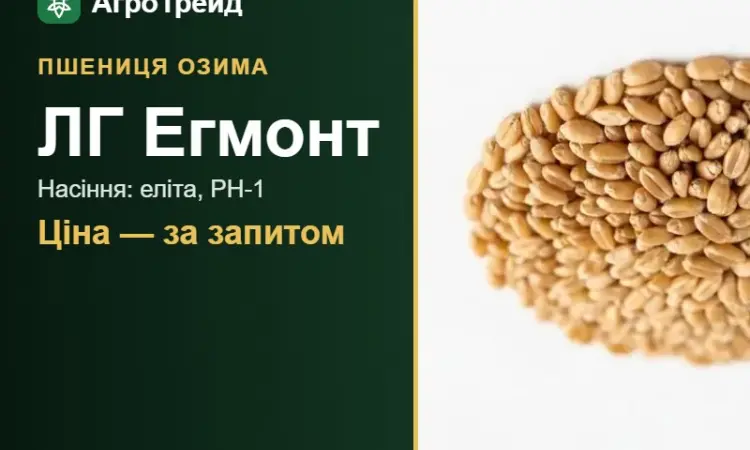 Озима пшениця ЛГ Егмонт — насіння - фото № 1