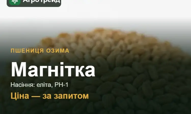 Посівна пшениця Магнітка - фото № 1