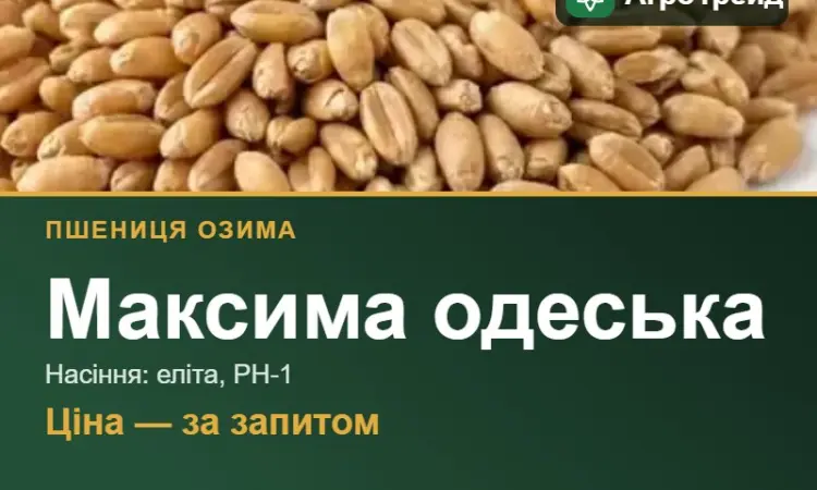 Пшениця Максима одеська для посіву - фото № 1