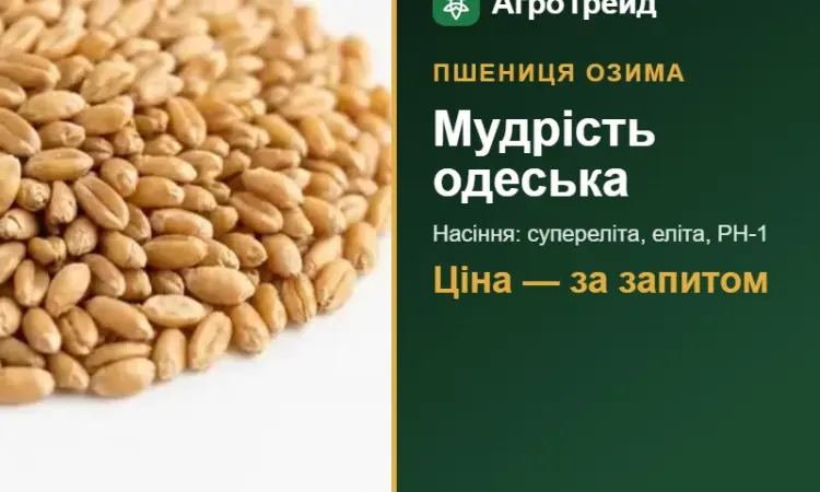 Посівна пшениця Мудрість одеська - фото № 1