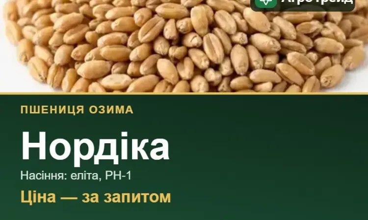 Купити пшеницю Нордіка на посів - фото № 1