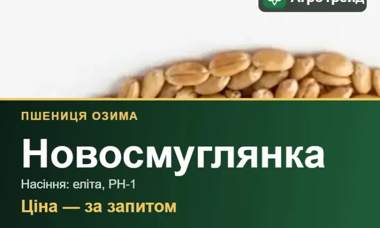 Купити пшеницю Новосмуглянка на посів - фото № 1