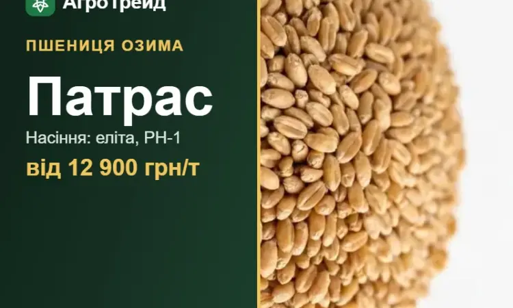 Посівна пшениця Патрас, від 12 900 грн/т - фото № 1