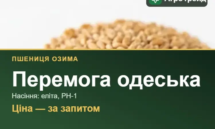 Перемога одеська — озима пшениця, насіння - фото № 1