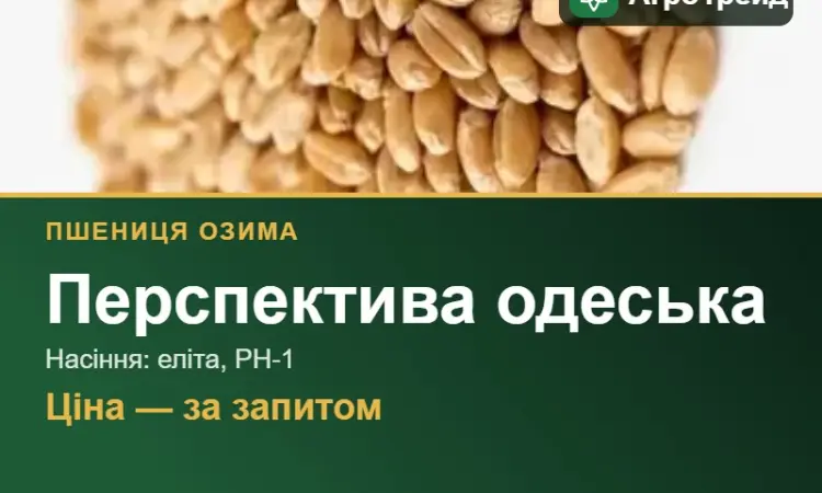 Пшениця Перспектива одеська для посіву - фото № 1