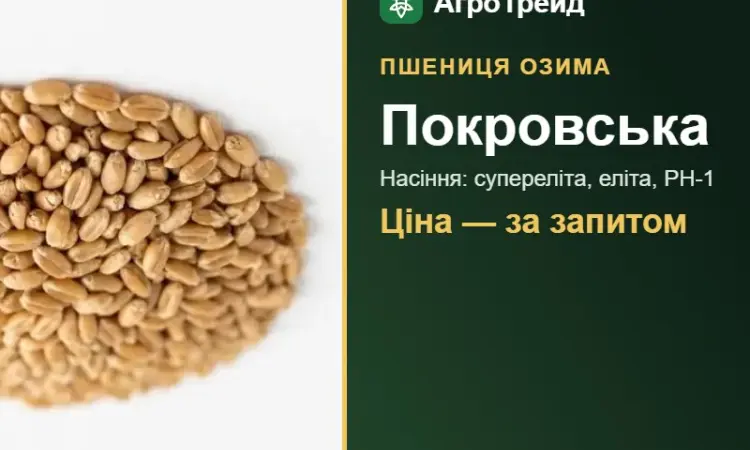 Насіння пшениці Покровська - фото № 1