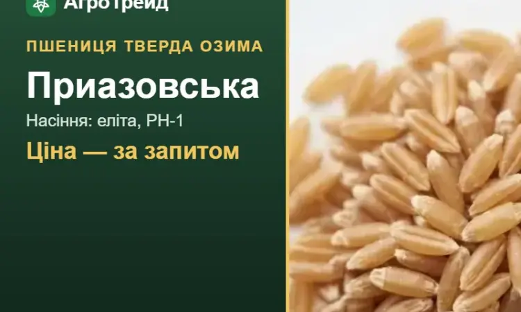 Насіння: пшениця тверда озима Приазовська - фото № 1