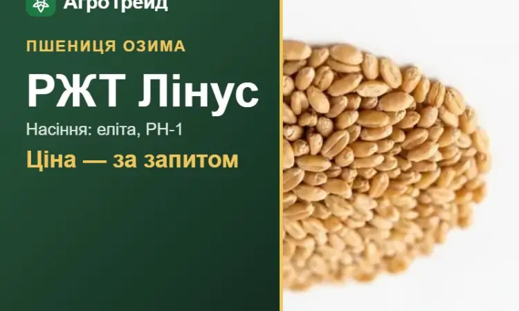 Пшениця озима РЖТ Лінус — насіння - фото № 1